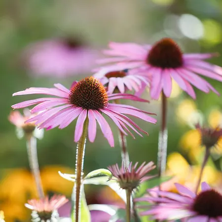 Haus Kristall Inkl Der Super Sommer Card Im Sommer 2025 Serfaus